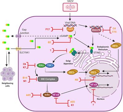 Vaccinia Virus Activation and Antagonism of Cytosolic DNA Sensing